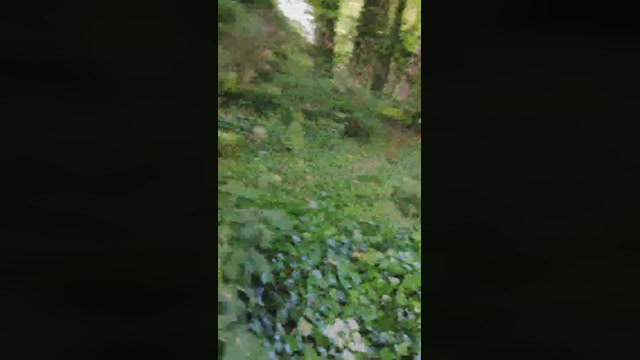 cutaboverest  24-05-2022